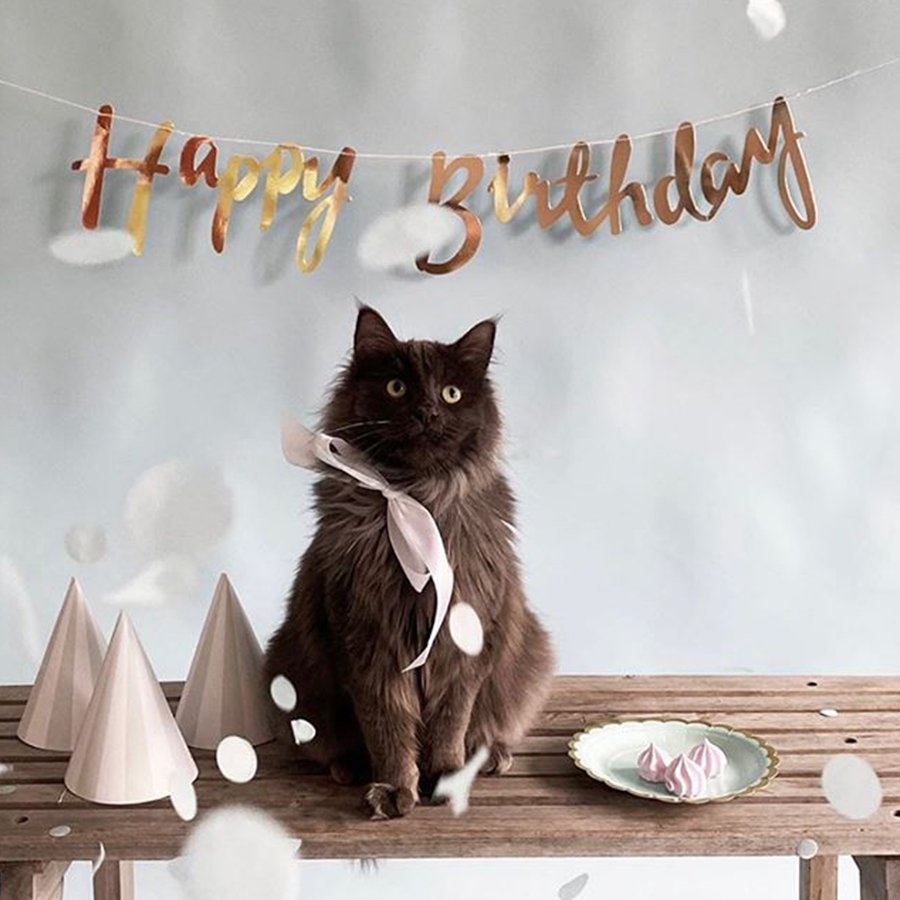 Happy birthday bunting banner with party cat